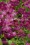 /environment/cache/images/300_250_productGfx_7cae6bedb43f095d29b9b0ad58b4fee2.jpg