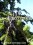 /environment/cache/images/300_250_productGfx_9c1a0345080ba9da4750a9b77d8932c8.jpg