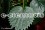 /environment/cache/images/300_250_productGfx_9c494a566adfc3914cfb3712e480bde9.jpg