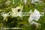 /environment/cache/images/300_250_productGfx_a419b904f52606798dd2bccced9aec43.jpg