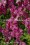 /environment/cache/images/300_250_productGfx_be09929082e363eff26a44e5684e745e.jpg