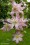 /environment/cache/images/300_250_productGfx_c2be5cecd6590a39f869708dce180d81.jpg