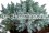 /environment/cache/images/300_250_productGfx_ccae476bbcbcd87323f962207fc0fd66.jpg