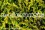 /environment/cache/images/300_250_productGfx_cd48c6f3c6cc02b4760966d8c28cba2e.jpg