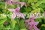 /environment/cache/images/300_250_productGfx_e6fe95b6c19114a44456d6cf275984d8.jpg