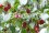 /environment/cache/images/300_250_productGfx_eb2682a02975aaa914eccf3a67666035.jpg