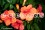 /environment/cache/images/300_250_productGfx_f9e4ba7a1708890833b82843e6e54eb1.jpg