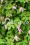 /environment/cache/images/300_250_productGfx_fc3323671a8293dd3e9bf66c4a3631c9.jpg