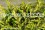 /environment/cache/images/300_250_productGfx_feaf8a111e60d1e8260e6f0069feec8f.jpg