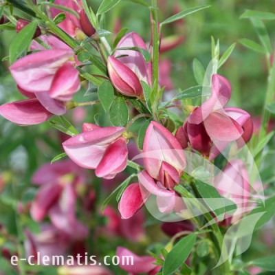 Cytisus Hollandia – żarnowiec miotlasty