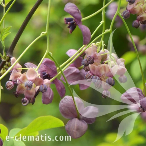Akebia quinata Silver Bells - five-leaf akebia (chocolate vine) E-CLEMATIS