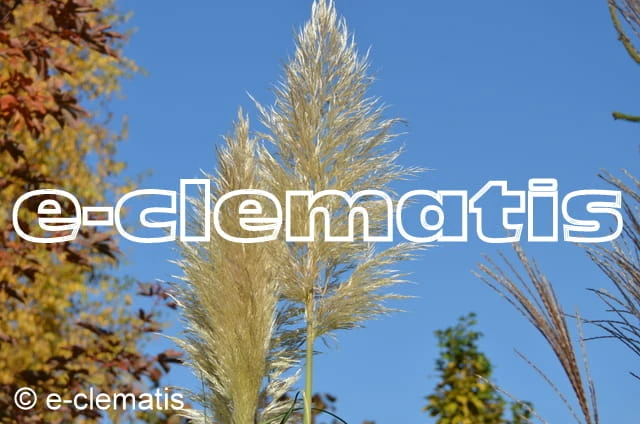 Cortaderia selloana Pumila - kortaderia pampasowa, fot. Anna Rafaląt
