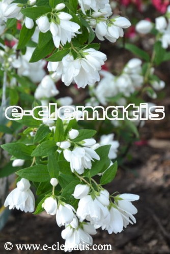 Philadelphus 'Manteau d'Hermine' - jaśminowiec, fot. Anna Rafaląt