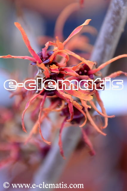 Hamamelis intermedia(x) 'Feuerzauber' - oczar pośredni, fot. Anna Rafaląt
