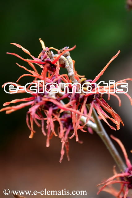 Hamamelis intermedia(x) 'Feuerzauber' - oczar pośredni, fot. Anna Rafaląt