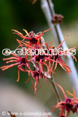 Hamamelis intermedia(x) 'Feuerzauber' - oczar pośredni, fot. Anna Rafaląt