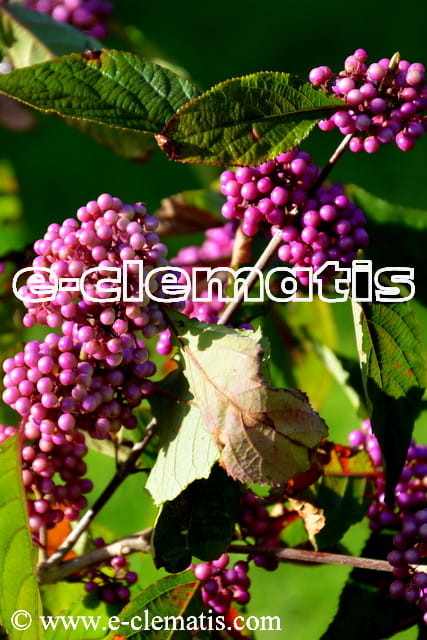 Callicarpa bodinieri Profusion - Pięknotka Bodiniera, fot. Anna Rafaląt