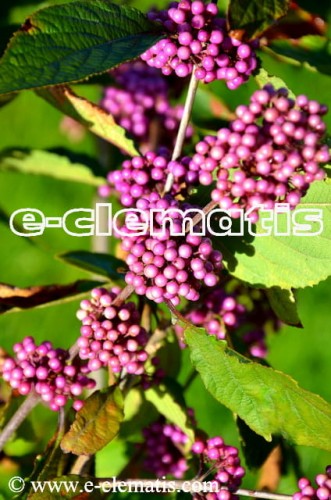 Callicarpa bodinieri Profusion - Pięknotka Bodiniera, fot. Anna Rafaląt