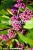 Callicarpa bodinieri Profusion - Pięknotka Bodiniera, fot. Anna Rafaląt