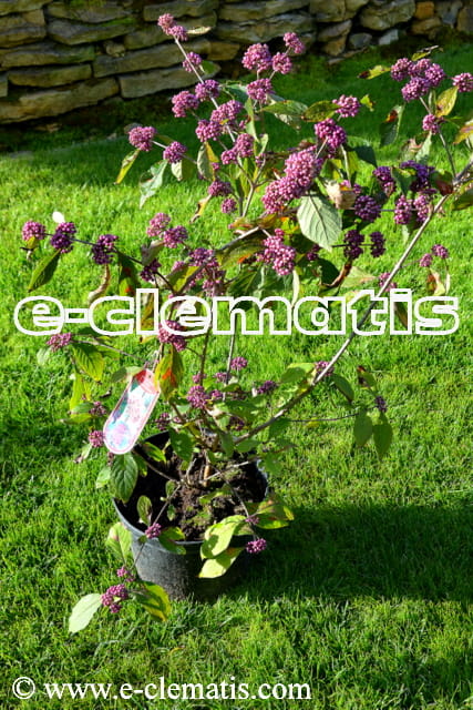 Callicarpa bodinieri Profusion - Pięknotka Bodiniera, fot. Anna Rafaląt