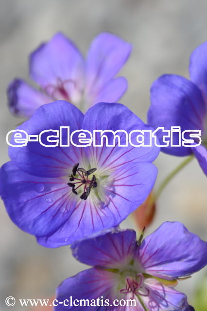Geranium 'Rozanne' - bodziszek ogrodowy, fot. Anna Rafaląt