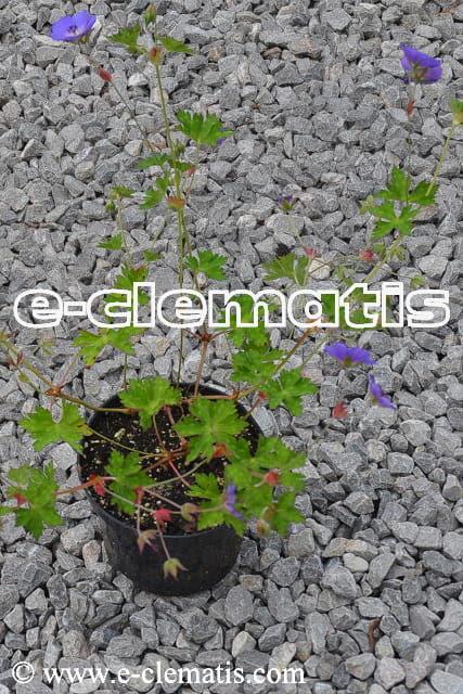 Geranium 'Rozanne' - bodziszek ogrodowy, fot. Anna Rafaląt