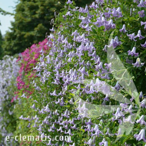 Clematis Betty Corning 1.jpg