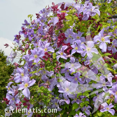 Clematis Emilia Plater 1.jpg
