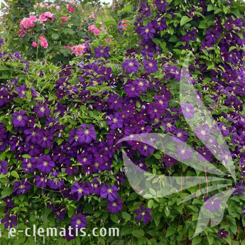 Clematis Etoile Violette 1.jpg