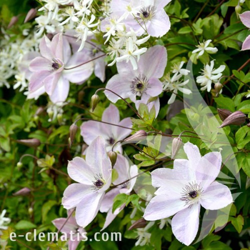 Clematis Fairydust 1.jpg