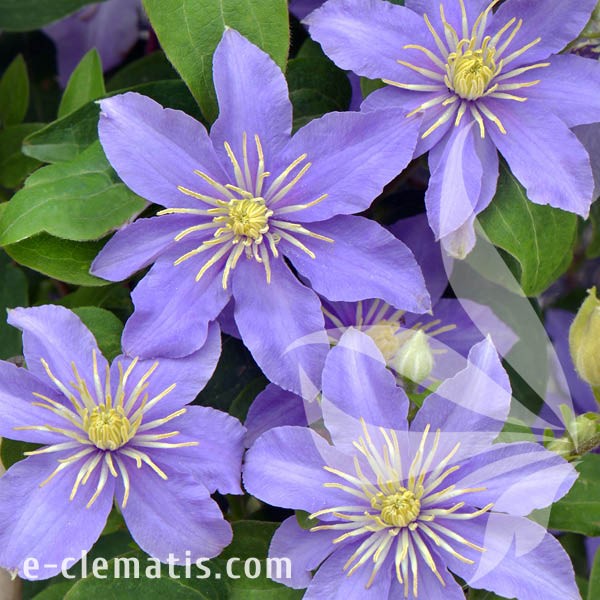 Clematis Justa.jpg