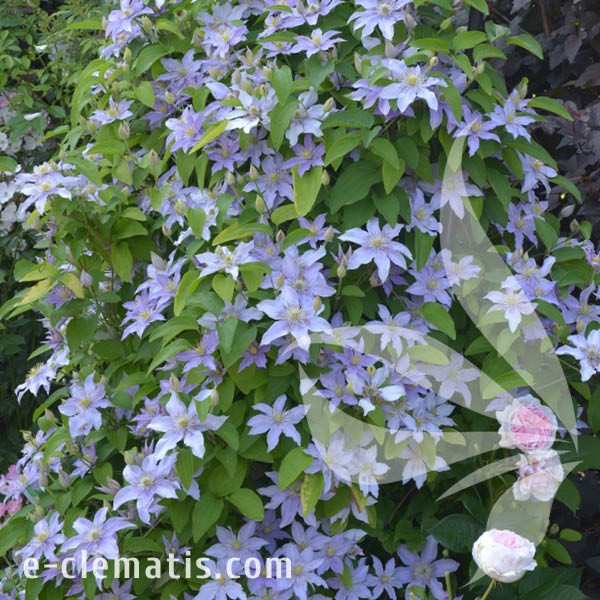 Clematis Justa 1.jpg