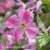 Clematis Krakowiak.jpg