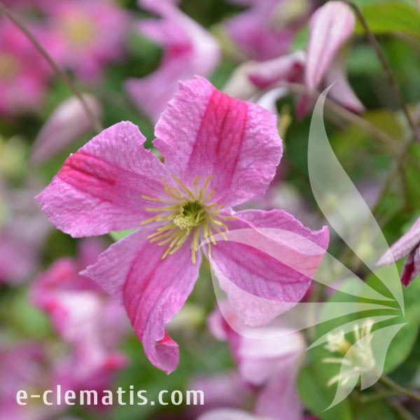 Clematis Krakowiak.jpg