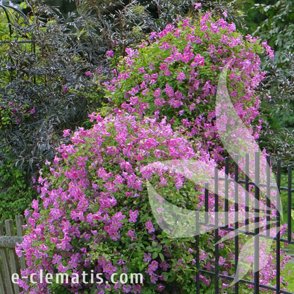 Clematis Krakowiak 1.jpg