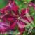 Clematis Madame Julia Correvon.jpg