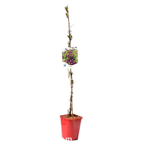 Clematis C2 początek sezonu wegetacyjnego 3.jpg