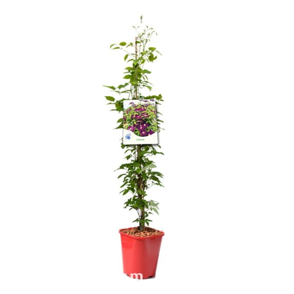 Clematis C2 w pełni sezonu wegetacyjnego 3.jpg