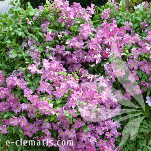 Clematis Mazurek 1.jpg