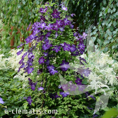 Clematis Night Veil 1.jpg