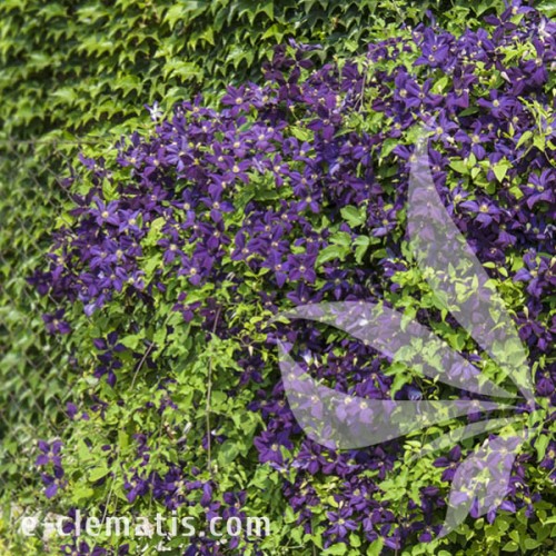 Clematis Polish Spirit 1.jpg