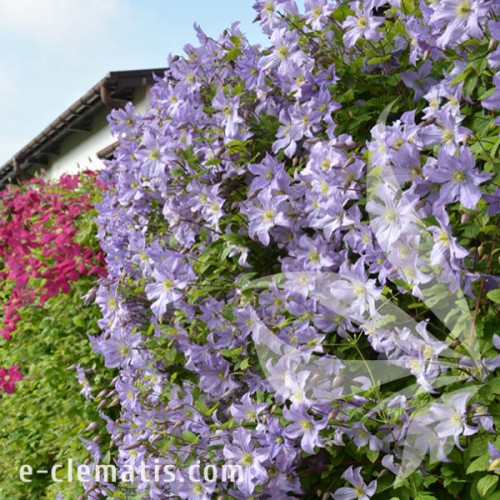 Clematis Prince Charles 1.jpg