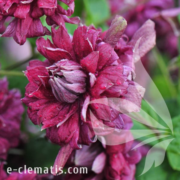 Clematis Purpurea Plena Elegans.jpg