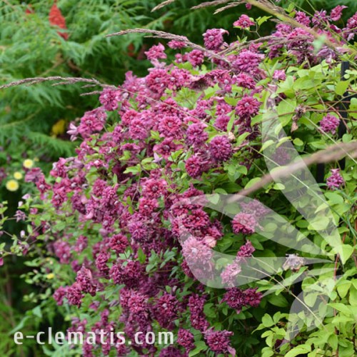 Clematis Purpurea Plena Elegans 1.jpg