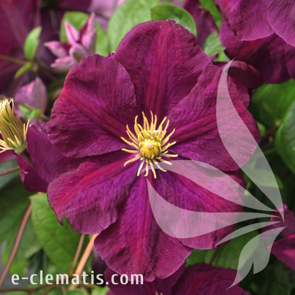 Clematis Słowianka.jpg