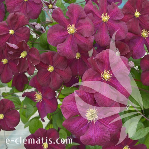 Clematis Słowianka 1.jpg