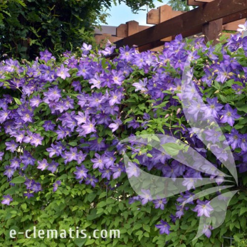 Clematis Solina 1.jpg