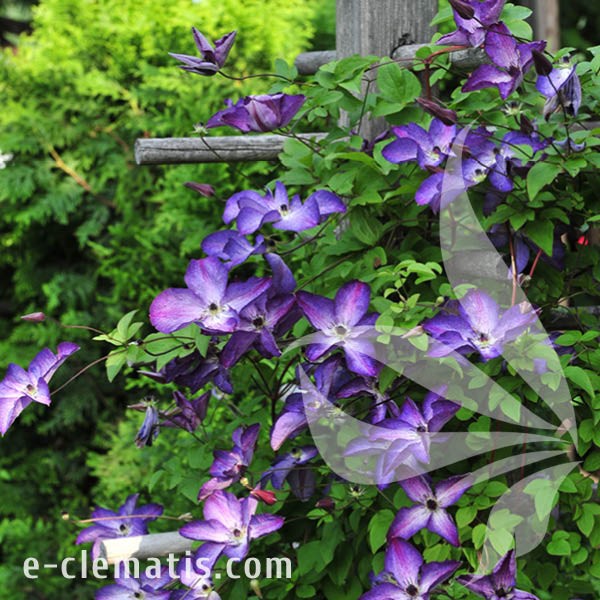 Clematis Venosa Violacea 1.jpg