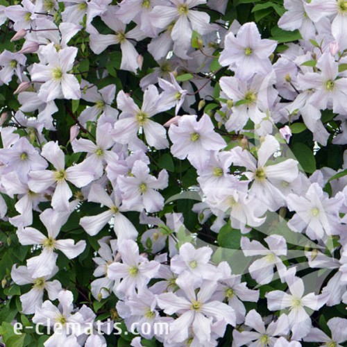 Clematis White Prince Charles 1.jpg