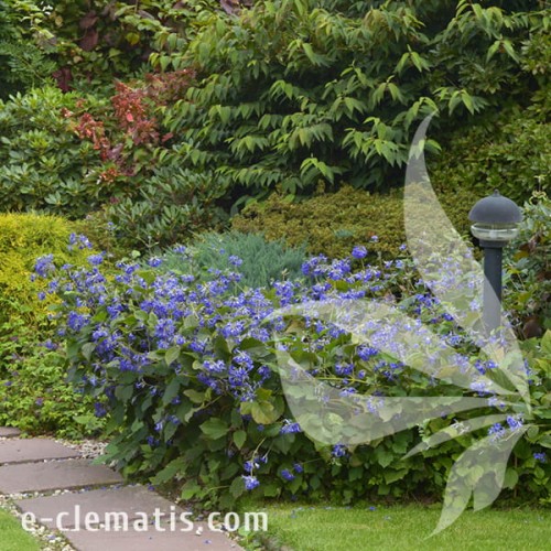 Clematis Cassandra 1.jpg